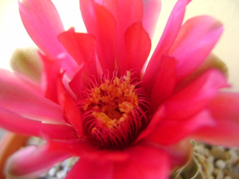 Gymnocalycium baldianum - Cactusi 2017 Gymnocalycium