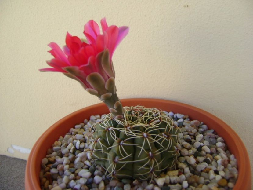 Gymnocalycium baldianum - Cactusi 2017 Gymnocalycium