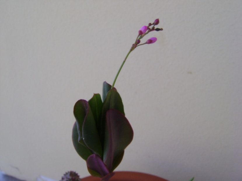 Talinum paniculatum - Caudiciforme si bulbi 2017