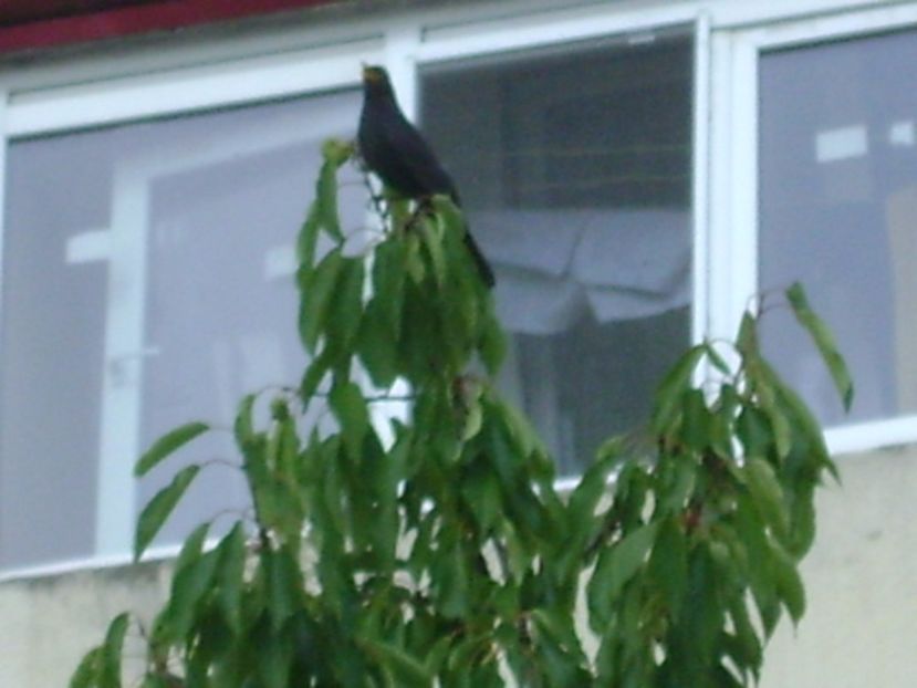 Cantari de vara - mierla - r Vara 2016-2017-2018-2019