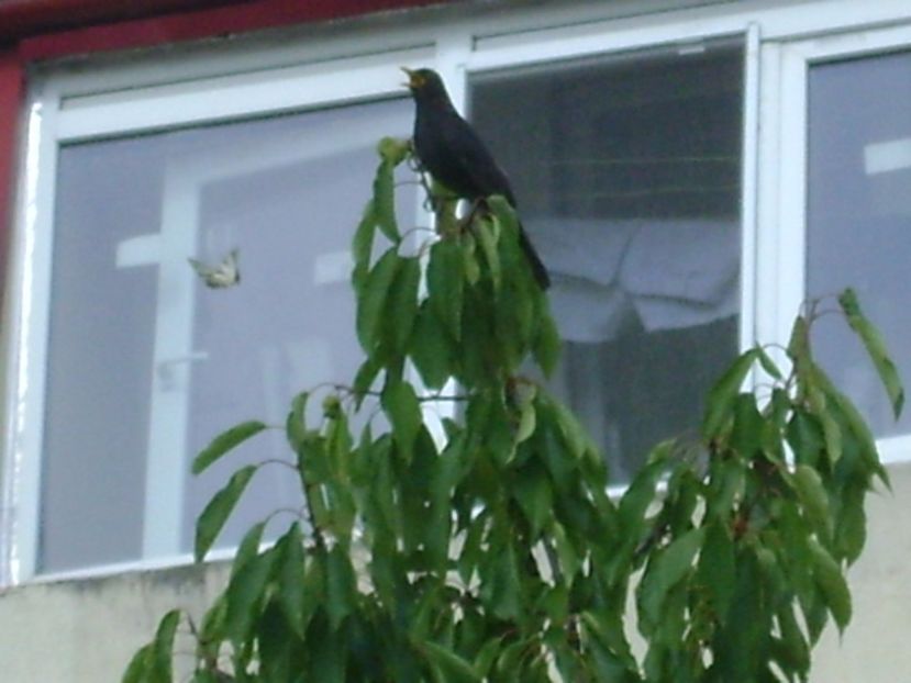 Cantari de vara - mierla - r Vara 2016-2017-2018-2019