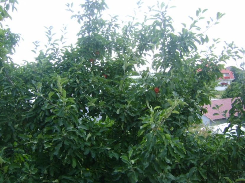 Mar - r Vara 2016-2017-2018-2019