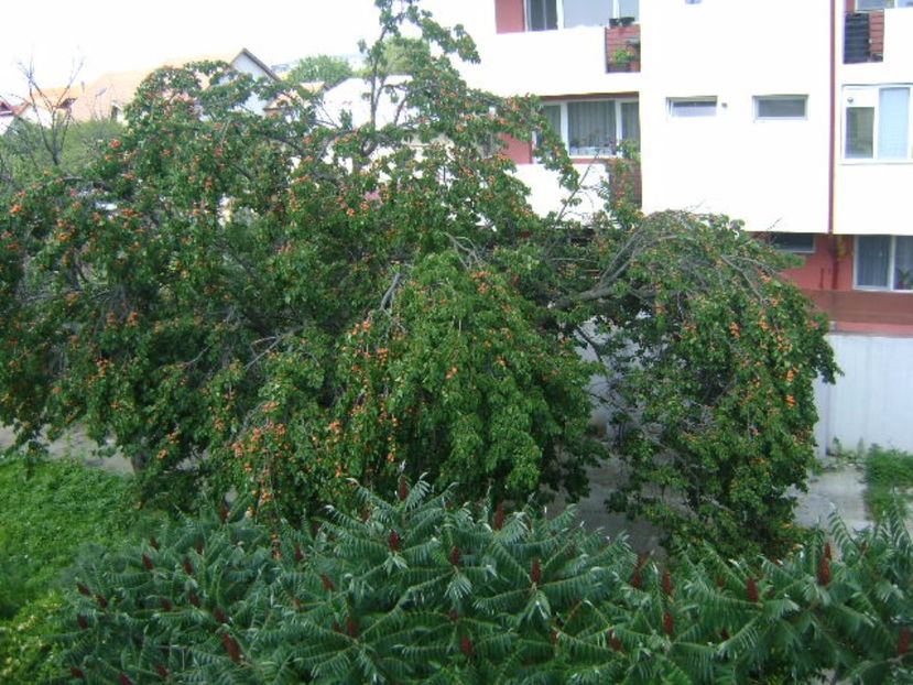 Cais prabusit de greutatea fructelor - r Vara 2016-2017-2018-2019