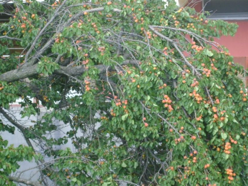 Cais prabusit de greutatea fructelor - r Vara 2016-2017-2018-2019