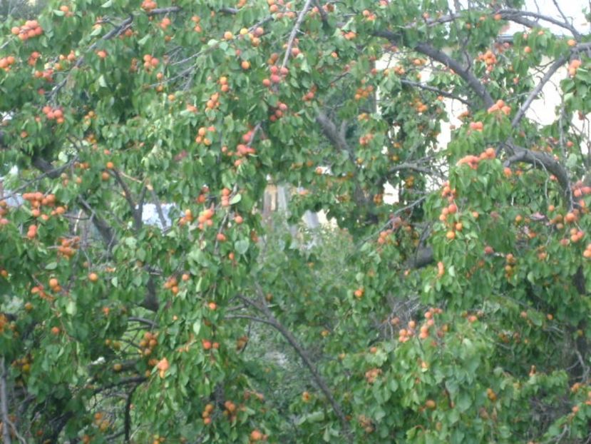 Cais prabusit de greutatea fructelor - r Vara 2016-2017-2018-2019