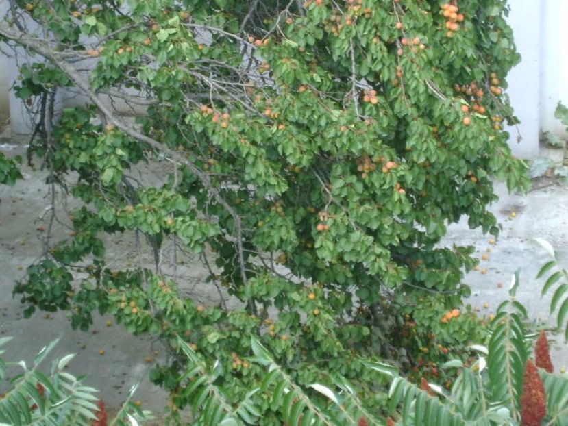 Cais prabusit de greutatea fructelor - r Vara 2016-2017-2018-2019