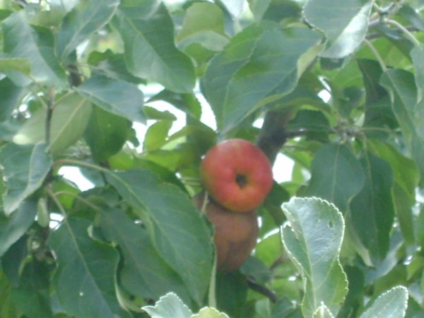 Mere - r Vara 2016-2017-2018-2019