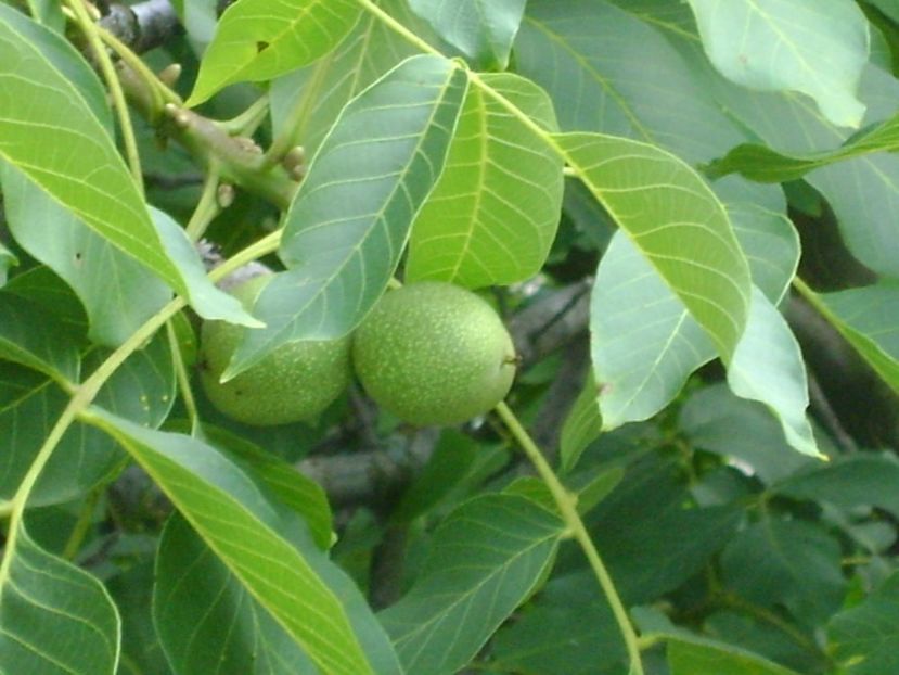 Nuci - r Vara 2016-2017-2018-2019