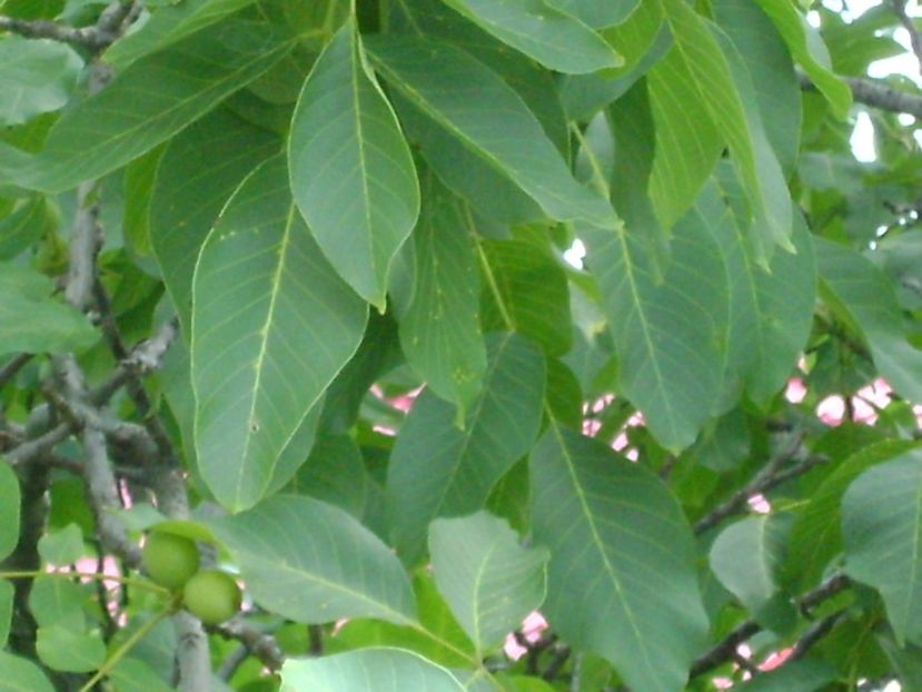 Nuci - r Vara 2016-2017-2018-2019