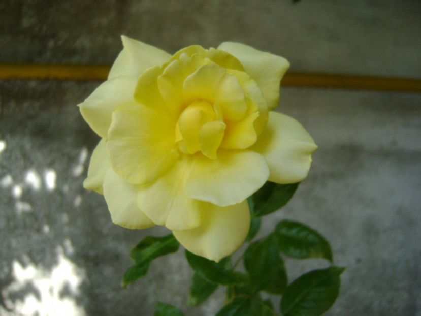 Trandafir - r Vara 2016-2017-2018-2019