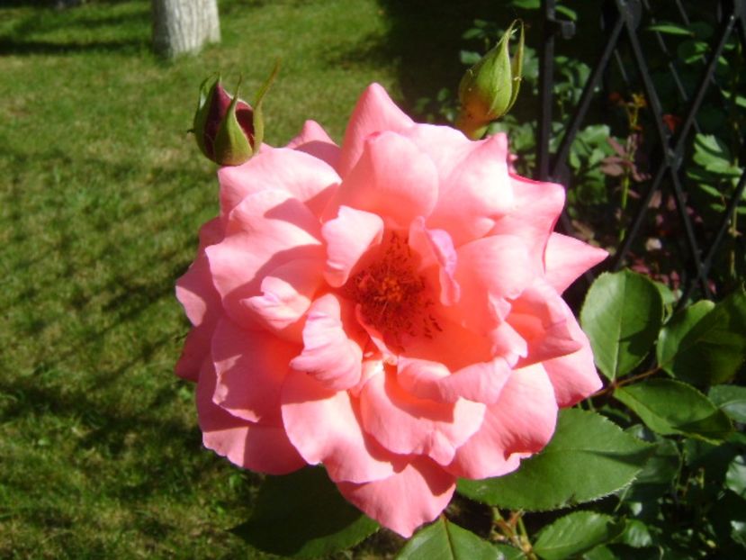 Trandafir - r Vara 2016-2017-2018-2019