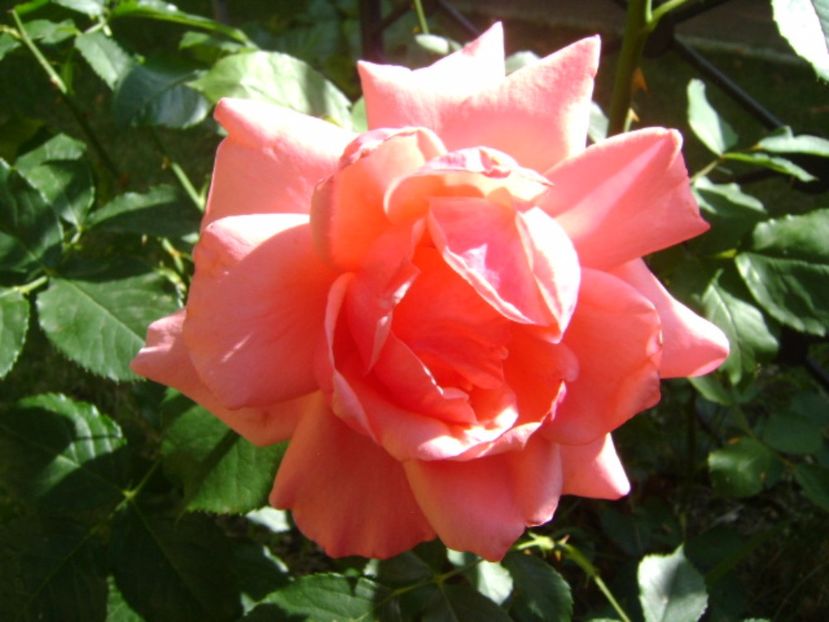 Trandafir - r Vara 2016-2017-2018-2019