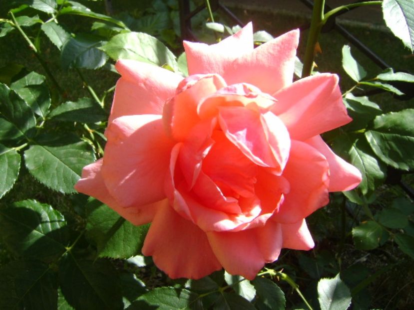 Trandafir - r Vara 2016-2017-2018-2019