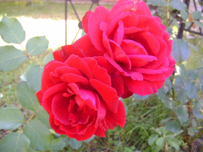 Trandafiri - r Vara 2016-2017-2018-2019