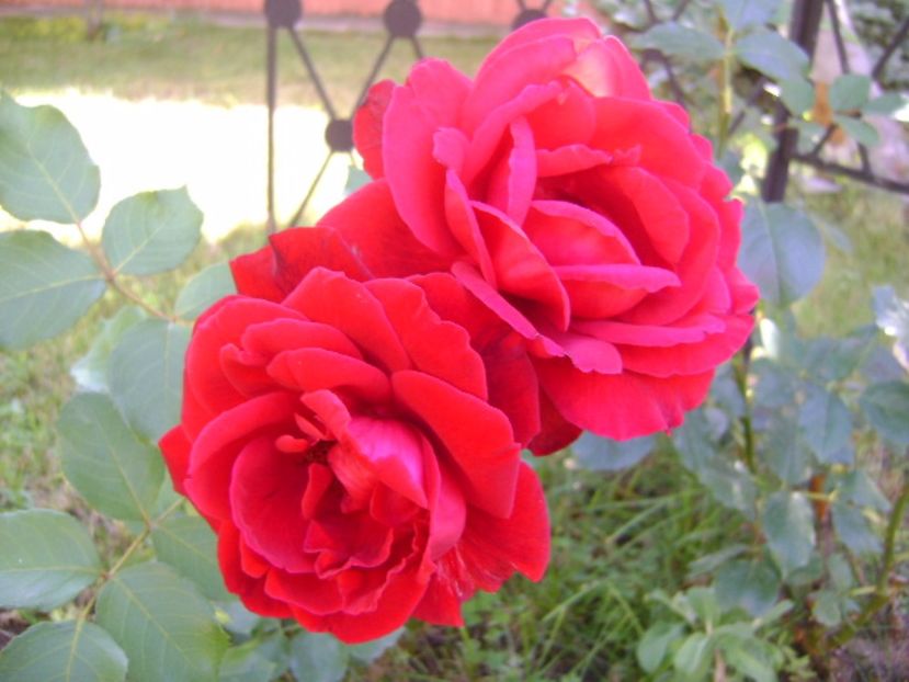 Trandafiri - r Vara 2016-2017-2018-2019