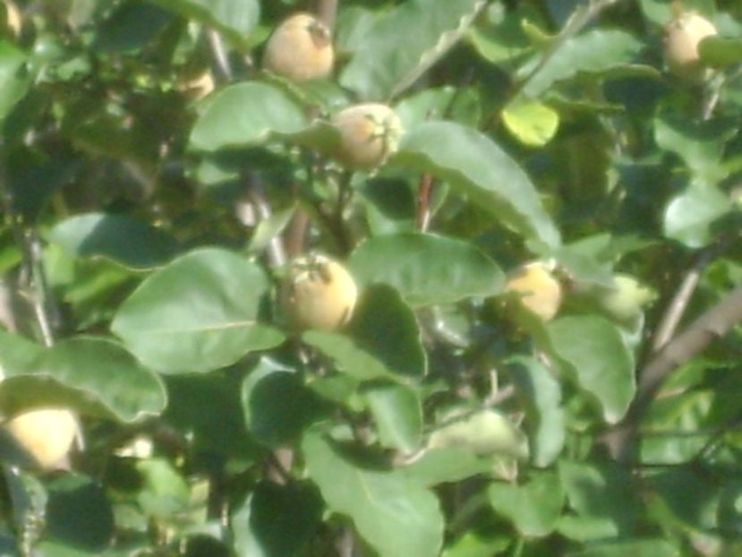 Gutui - r Vara 2016-2017-2018-2019