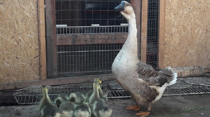  - 3 Boboci de gasca Africana 2017