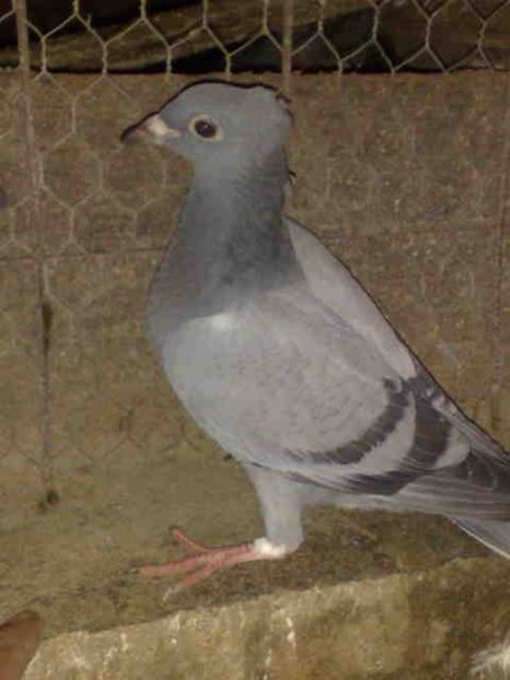 155 - X-Porumbei vinduti