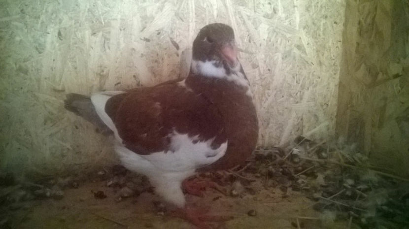  - 6 PUI DE AMERICANI 2017