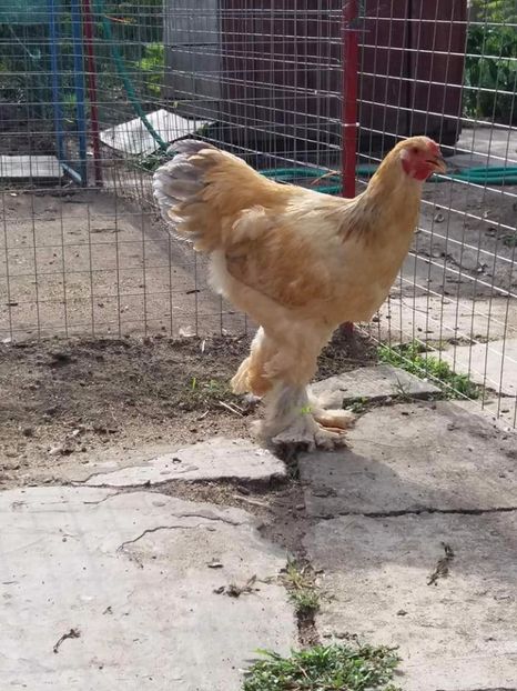  - Brahma Varietăţii pt 2018