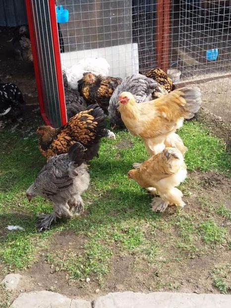  - Brahma Varietăţii pt 2018