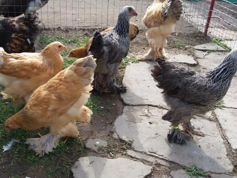  - Brahma Varietăţii pt 2018