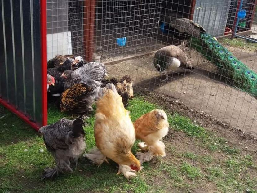  - Brahma Varietăţii pt 2018