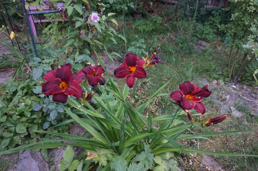 Ed Murray - Hemerocallis 2017