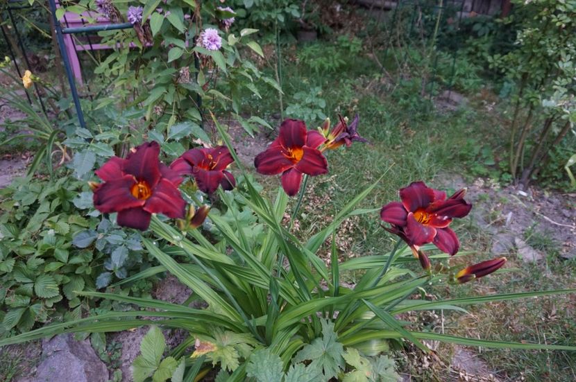 Ed Murray - Hemerocallis 2017