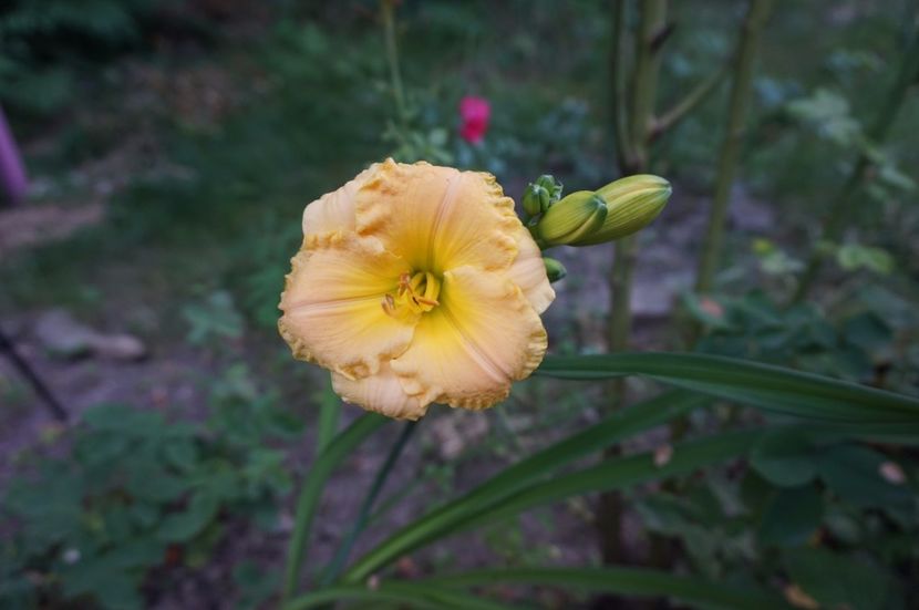 Childhood Treasure - Hemerocallis 2017