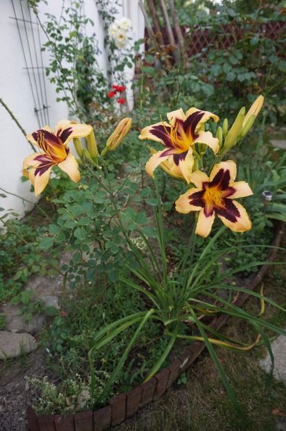  - Hemerocallis 2017