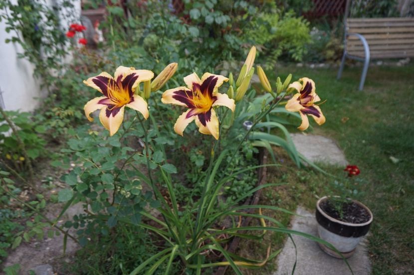  - Hemerocallis 2017