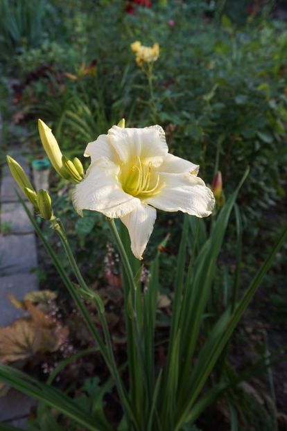  - Hemerocallis 2017