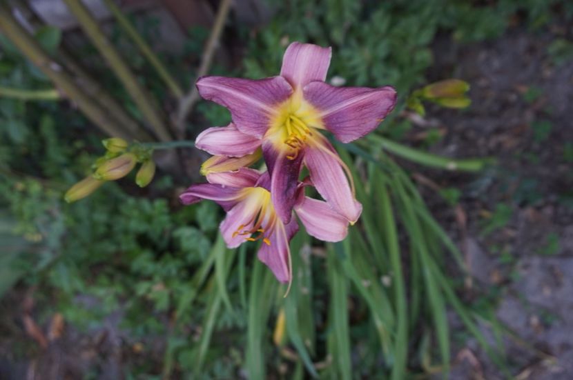 Praire blue eyes - Hemerocallis 2017