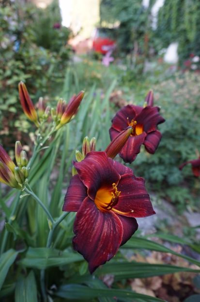  - Hemerocallis 2017
