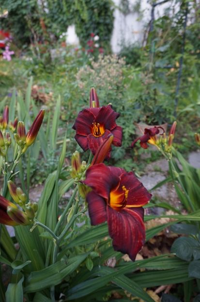  - Hemerocallis 2017