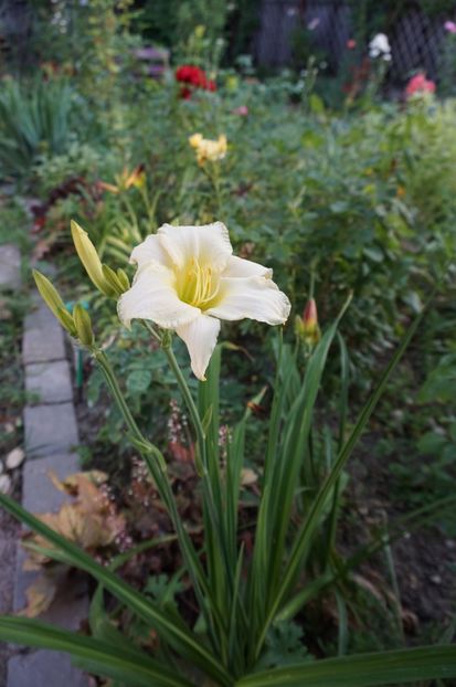  - Hemerocallis 2017