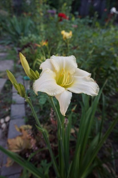 Ice Carnival - Hemerocallis 2017