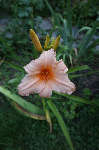  - Hemerocallis 2017