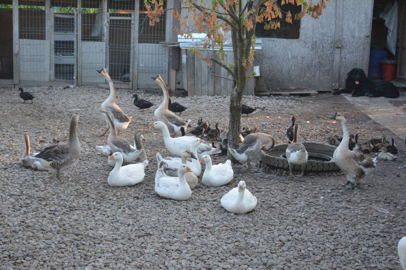 odihna pe canicula - B - GASTE - 2017