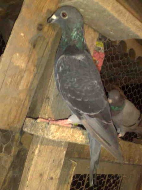 156-VANDUT - X-Porumbei vinduti