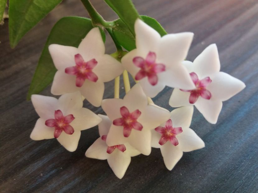 frumoasa bella - hoya infloriri