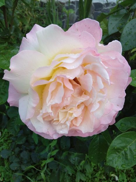  - TRANDAFIRI 2017_2018