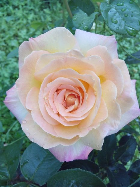  - TRANDAFIRI 2017_2018