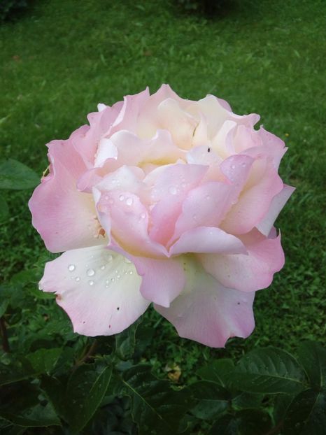  - TRANDAFIRI 2017_2018