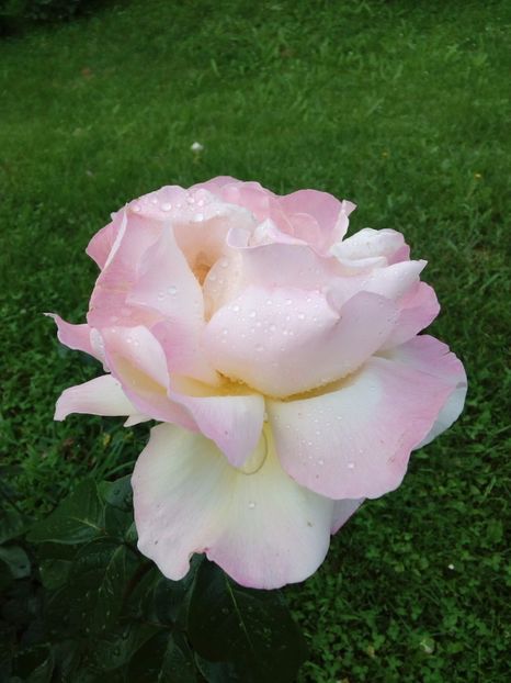  - TRANDAFIRI 2017_2018