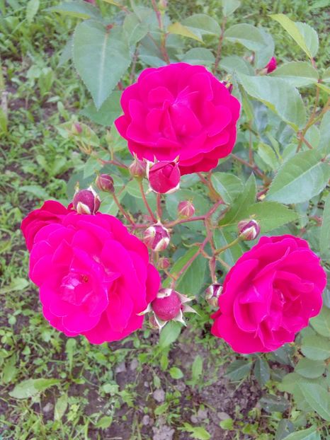  - TRANDAFIRI 2017_2018