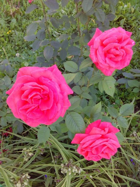  - TRANDAFIRI 2017_2018