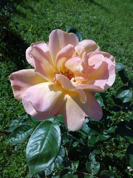  - TRANDAFIRI 2017_2018