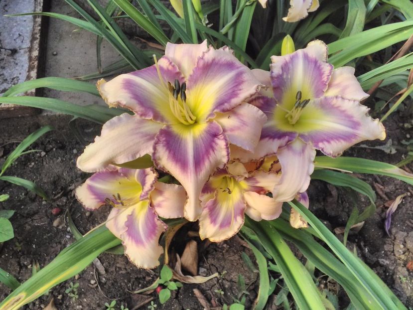  - Hemerocallis